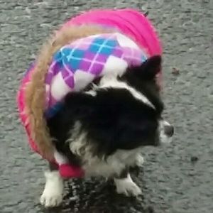 Sharing pictures of my baby dog